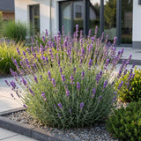 Green boutiQ - Vasteplant - Lavandula ang. Munstead - Lavendel - Geurend - Paars - 24 Planten - Pot 11cm - Hoogte 15-25cm