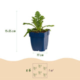 Green boutiQ - Vasteplant - Scabiosa Duo - Duifkruid - Bijen en Vlinderlokkers - Paars - Roze - 12 Planten - Pot 11cm - Hoogte 15-25cm
