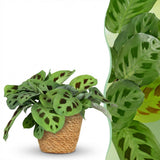 Green boutiQ - Kamerplant - Maranta Fascinator Kerchoveana - Zebraplant - Huisdiervriendelijke Plant - Groen - 1 Plant - met Mand - Pot 12cm - Hoogte 25cm