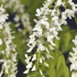Green boutiQ - Blauwe regen - Wisteria floribunda Alba - Bloem Wit- 1 plant - Pot 11cm Hoogte 40cm
