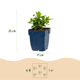 Green boutiQ - Vasteplant - Hypericum calycinum - Sint-Janskruid - Bijen- en vlinderlokkers - Geel - 1 Plant - Pot 11cm - Hoogte 15-25cm