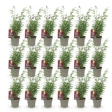 Green boutiQ - Bamboe - Fargesia Red Dragon - Bladhoudend - Niet Woekerend - Groen - 18 Planten - Pot 14cm - Hoogte 35cm