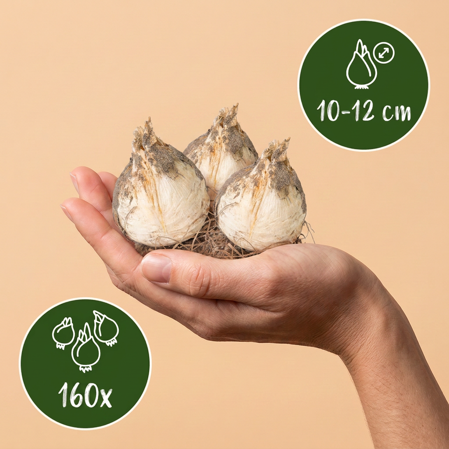 Bollenmix sierui-tuin — 160 stuks (bolmaat 10/12)