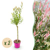 2x - Salix Flamingo - Ø17cm - ↕70-80cm