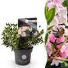 Green boutiQ - Dwerg Rhododendron - Rhododendron Bloombux Light Pink - Bloeiende Buxus - Weinig Onderhoud - Licht Roze Bloem - 1 Plant - Pot 17cm - Hoogte 30-40cm