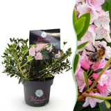 Green boutiQ - Dwerg Rhododendron - Rhododendron Bloombux Light Pink - Bloeiende Buxus - Weinig Onderhoud - Licht Roze Bloem - 1 Plant - Pot 17cm - Hoogte 30-40cm
