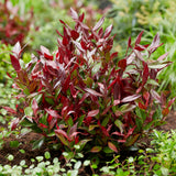 Green boutiQ - Tuinplant - Leucothoe Little Flame - Rood - 1 Plant - Groenblijvend - Weinig Onderhoud - Pot 17cm Hoogte 40cm