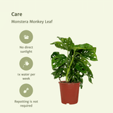 2x Monstera Monkey Leaf- Gatenplant - 30cm - ø12