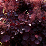 Green boutiQ - Tuinplant - Cotinus coggyria Lilla - Paars 3 Planten - Bladverliezend - Weinig Onderhoud - Pot 12cm Hoogte 35cm