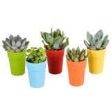 Vetplanten mix 5.5 cm - 5x - in gekleurde plasticpot