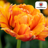 Tulpenbollen Gudoshnik Double — geel-oranje-rood, 20 stuks (maat 11/12)