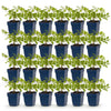 Green boutiQ - Vasteplant - Astilbe (J) Deutschland - Pluimspirea - Schaduw - Wit - 24 Planten - Pot 11cm - Hoogte 15-25cm