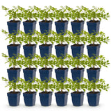 Green boutiQ - Vasteplant - Astilbe (J) Deutschland - Pluimspirea - Schaduw - Wit - 24 Planten - Pot 11cm - Hoogte 15-25cm