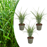 3x Miscanthus sinensis ‘Zebrinus’ – Opvallend zebragras met decoratief gestreept blad | Potmaat 12 cm