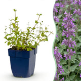 Green boutiQ - Vasteplant - Nepeta rac. Grog - Kattenkruid - Bijen- en vlinderlokkers - Blauw - 12 Planten - Pot 11cm - Hoogte 15-25cm