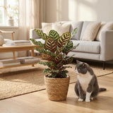 Green boutiQ - Kamerplant - Pauwenplant - Calathea Makoyana - Groen - Weinig onderhoud - 1 Plant - met Mand - Pot 19cm - Hoogte 70cm