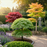 Green boutiQ - Tuinplant - Acer palmatum Tricolour - Rood-Groen-Oranje- 3 Planten - Blad verliezend - Weinig Onderhoud - Pot 12cm Hoogte 35cm