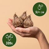 Fresiaknollen Double mix — geurende dubbele fresia's, 320 stuks (maat 5/+)