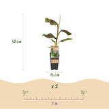 Green boutiQ - Fruitplant - Musa Ever Red - Bananenboom - Winterhard - Groen-Rood - 2 Planten - Pot 15cm - Hoogte 50cm