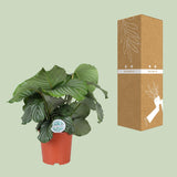 Calathea Orbifolia - Ø21cm - ↕65cm