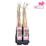 Wisteria floribunda 'Rosea' - Roze regen - Ø15cm - ↕65cm
