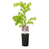 Green boutiQ - Blauwe regen - Wisteria floribunda Rosea - Bloem roze- 1 plant - Pot 11cm Hoogte 40cm