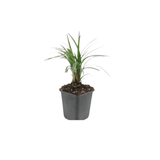 6x Liriope muscari 'Moneymaker' - ↕10-25cm - Ø9cm