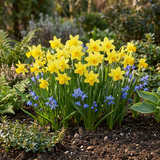 50x Narcissus Tete-A-Tete - Miniatuurnarcis - Geel - Voorjaarsbloeier - Bolmaat 10/11