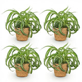 Green boutiQ - Kamerplant - Chlorophytum comosum Bonnie - Krullende Graslelie - Huisdiervriendelijke Plant - Groen - 4 Planten - met Mand - Pot 12cm - Hoogte 20cm