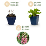 Green boutiQ - Vasteplant - Digitalis mertonensis - Vingerhoedskruid - Schaduw - Roze - 24 Planten - Pot 11cm - Hoogte 15-25cm