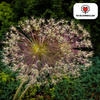 Allium Schubertii — sierui