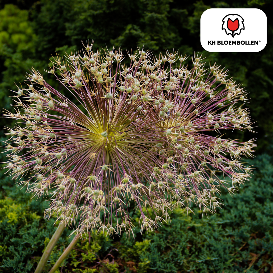 Allium Schubertii — sierui