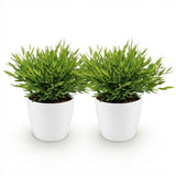 Green boutiQ - Kamerplant - Bamusa Pogonatherum Monica - Bamboegras - Huisdiervriendelijke Plant - Groen - 2 Planten - met Potter Wit - Pot 12cm - Hoogte 20cm