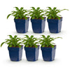 Green boutiQ - Vasteplant - Campanula pers. Alba - Perzikbladklokje - Bijen en Vlinderlokkers - Wit - 6 Planten - Pot 11cm - Hoogte 15-25cm