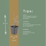 24x Hemerocallis 'Stella de Oro' - ↕10-25cm - Ø9cm