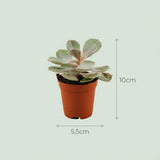 Mini Succulenten Mix - 6 Stuks - Ø 5,5 cm - Hoogte: 5-10 cm