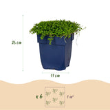 Green boutiQ - Vasteplant - Isotoma fluviatilis - Sterrenbloem - Rotsplanten - Licht Blauw - 12 Planten - Pot 11cm - Hoogte 15-25cm