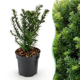 Green boutiQ - 24x Taxus baccata - Venijnboom - Haagplanten - Groenblijvend - Groen - Pot 9cm - Hoogte 20-30cm