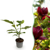 Green boutiQ - Tuinplant - Magnolia Genie - Bloem Paars - 1 Plant - Bladverliezend - Weinig Onderhoud - Pot 12cm Hoogte 30cm