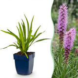 Green boutiQ - Vasteplant - Liatris spicata - Lampenkruid - Bijen- en vlinderlokkers - Paars - 12 Planten - Pot 11cm - Hoogte 15-25cm