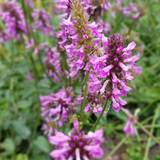 6x Stachys mon. 'Hummelo' - ↕10-25cm - Ø9cm