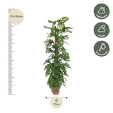 Monstera Monkey Leaf mosstok - 160 cm - ø27