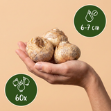 60x Fritillaria Meleagris Mix - Kievitsbloem mix - Paars en Wit - Verwilderingsbol - Bolmaat 6/7