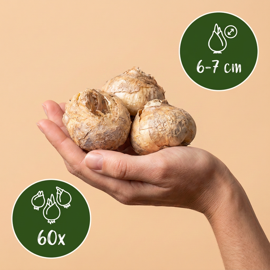Kievitsbloembollen Mix — paars en wit, 60 stuks (bolmaat 6/7)