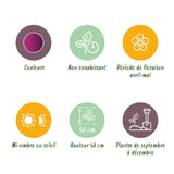 Green boutiQ - Bloembollen - Tulp Triumph Purple - Kleur Paars - 15 stuks - Bolmaat 11/12 - XXL Pack