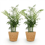 Green boutiQ - Kamerplant - Chamaedorea elegans - Goudpalm - Huisdiervriendelijke Plant - Groen - 2 Planten - met Mand - Pot 12cm - Hoogte 15cm