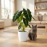 Green boutiQ - Kamerplant - Olifantsoor - Alocasia Frydek - Groen - Weinig onderhoud - 1 Plant - met Potter Wit - Pot 19cm - Hoogte 60cm