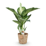 Green BoutiQ - Green is... Kamerplanten - Diefenbachia Tropic Snow - Dieffenbachia - Weinig onderhoud - met mand - Groen - 1 Plant - Pot 21cm - Hoogte 90-100cm