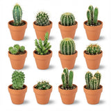 Mini Cactus Mix - 12 Stuks - Ø 8,1 cm - Hoogte: 5-10 cm - Terracotta Potten