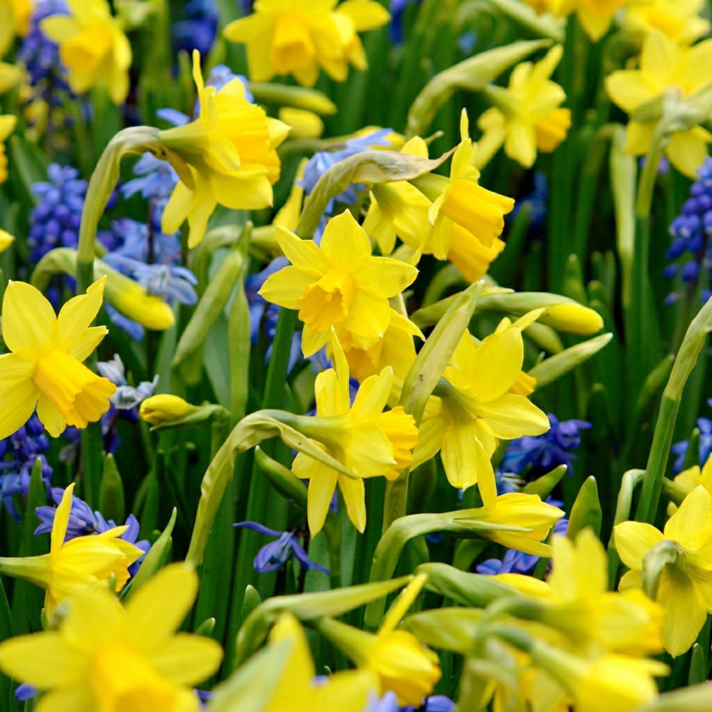 100x Narcissus Tete- A -Tete - Dwergnarscis Tête-à-Tête - Geel - Voorjaarsbloeier - Bolmaat 10/12